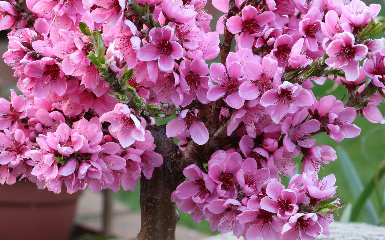 Обои цветение, весна, вишня, flowering, spring, cherry разрешение 2048x1365 Загрузить
