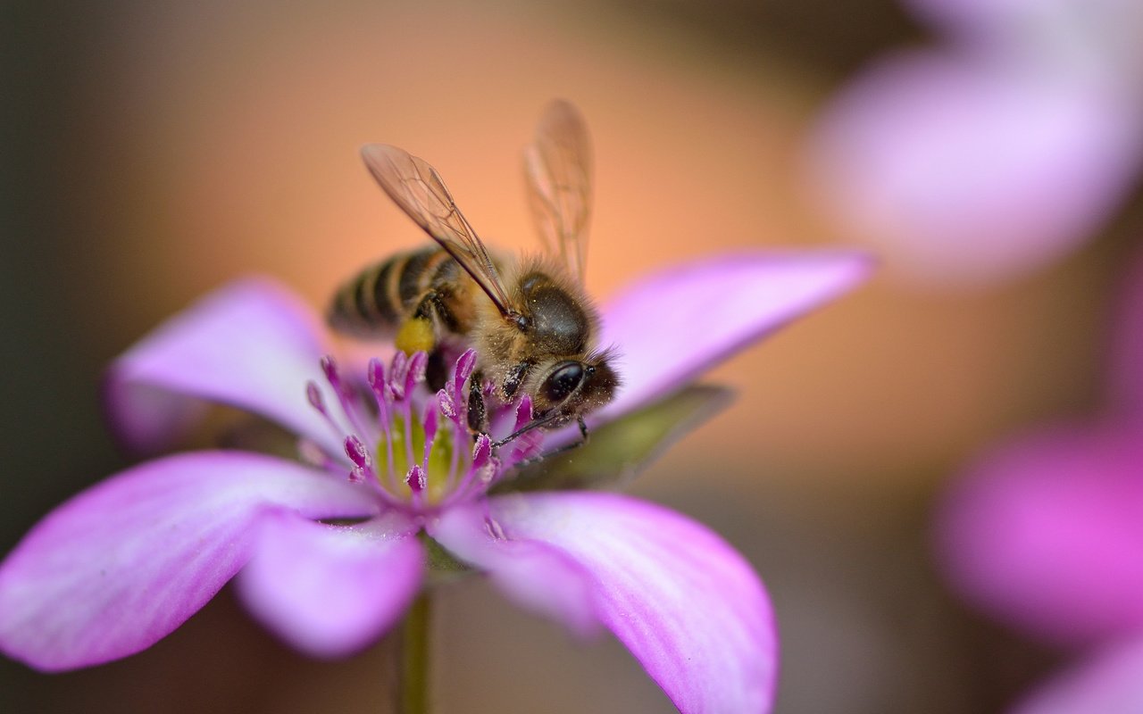 Обои насекомое, цветок, лепестки, крылья, розовый, пчела, insect, flower, petals, wings, pink, bee разрешение 2048x1365 Загрузить