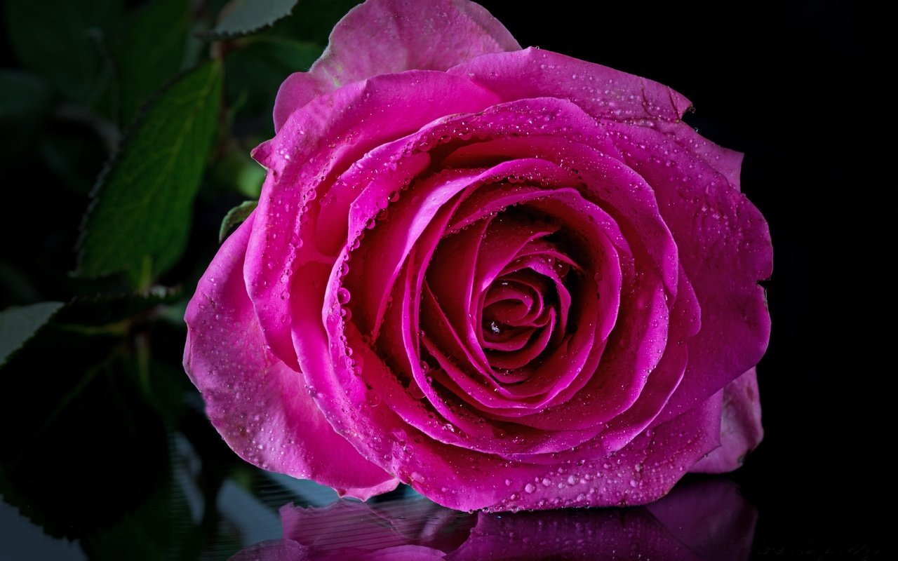 Обои цветы, отражение, капля, роза, черный фон, flowers, reflection, drop, rose, black background разрешение 2048x1365 Загрузить