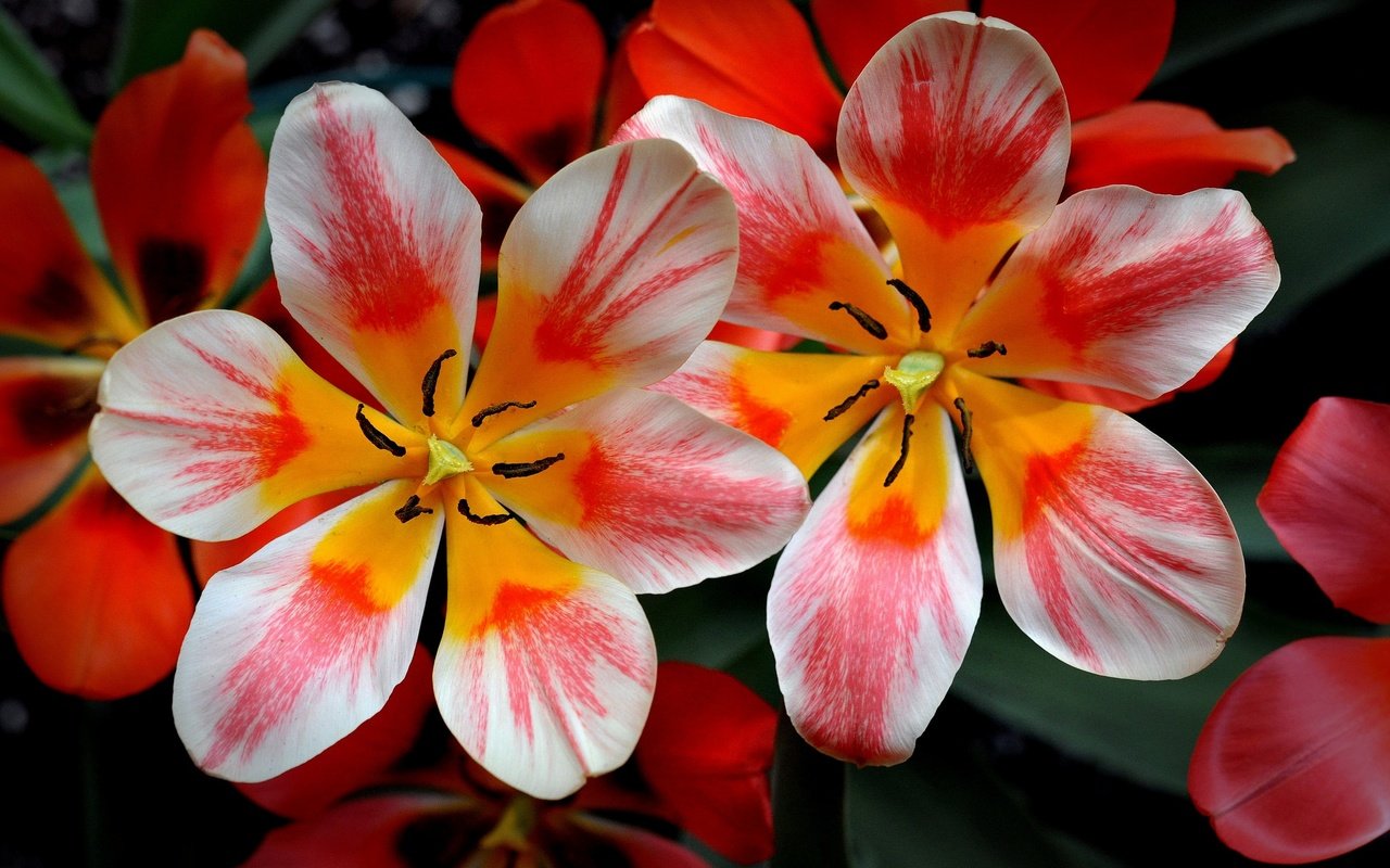 Обои цветы, лепестки, весна, тюльпаны, flowers, petals, spring, tulips разрешение 2048x1360 Загрузить