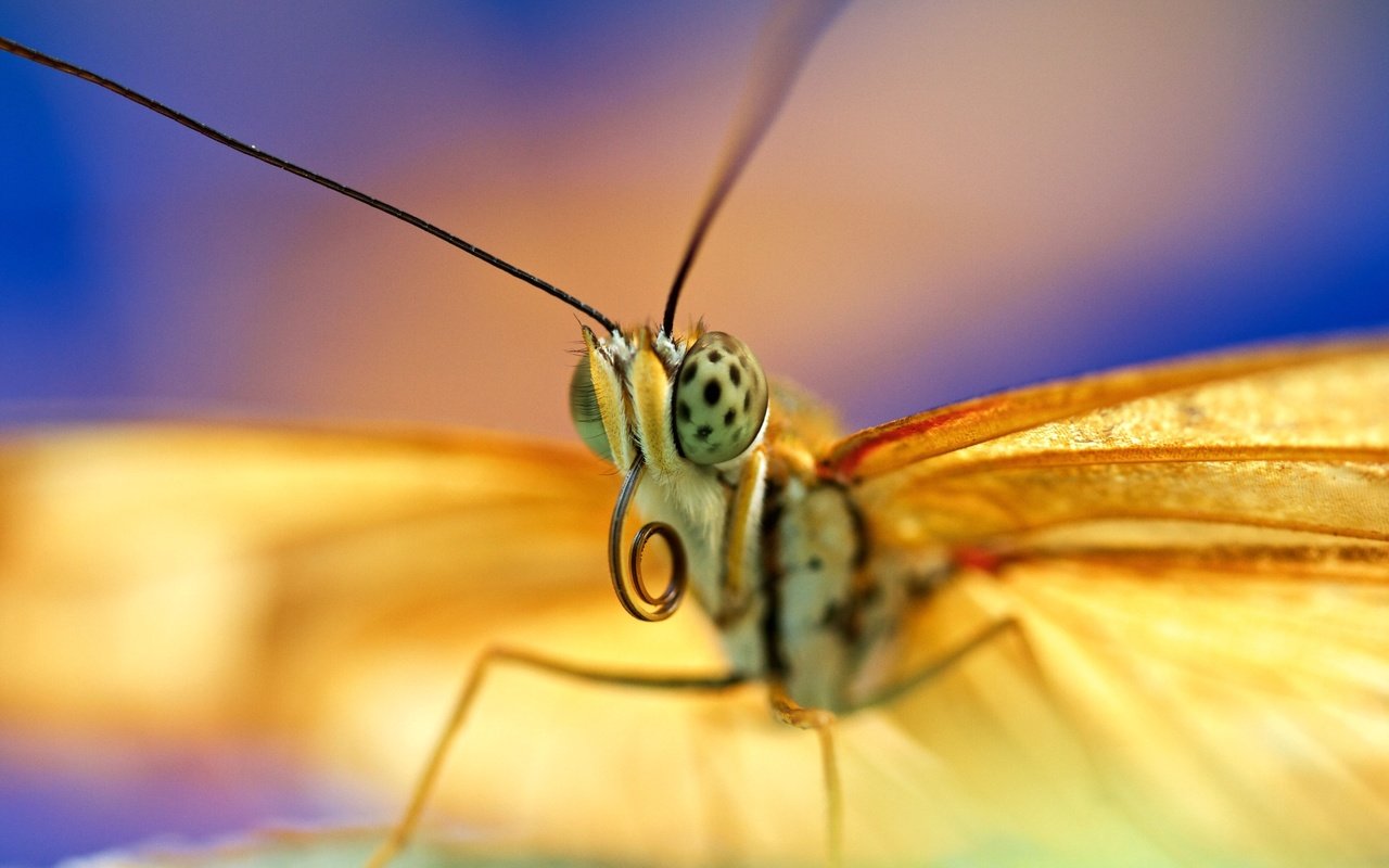 Обои глаза, насекомое, бабочка, крылья, eyes, insect, butterfly, wings разрешение 2560x1438 Загрузить