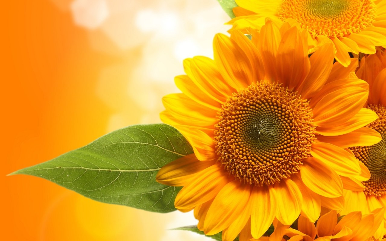 Обои цветы, фон, лист, подсолнухи, желтые, ле, flowers, background, sheet, sunflowers, yellow, le разрешение 2560x1600 Загрузить