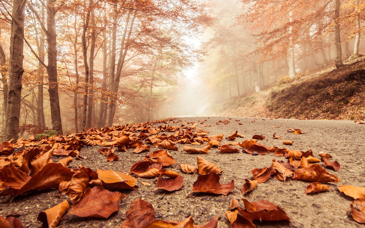 Обои деревья, листья, парк, осень, тропа, trees, leaves, park, autumn, trail разрешение 1920x1080 Загрузить