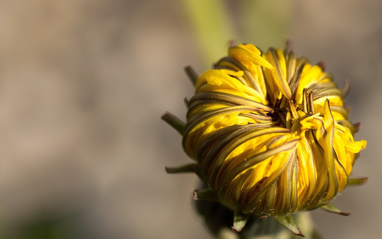 Обои макро, цветок, бутон, одуванчик, macro, flower, bud, dandelion разрешение 2560x1440 Загрузить