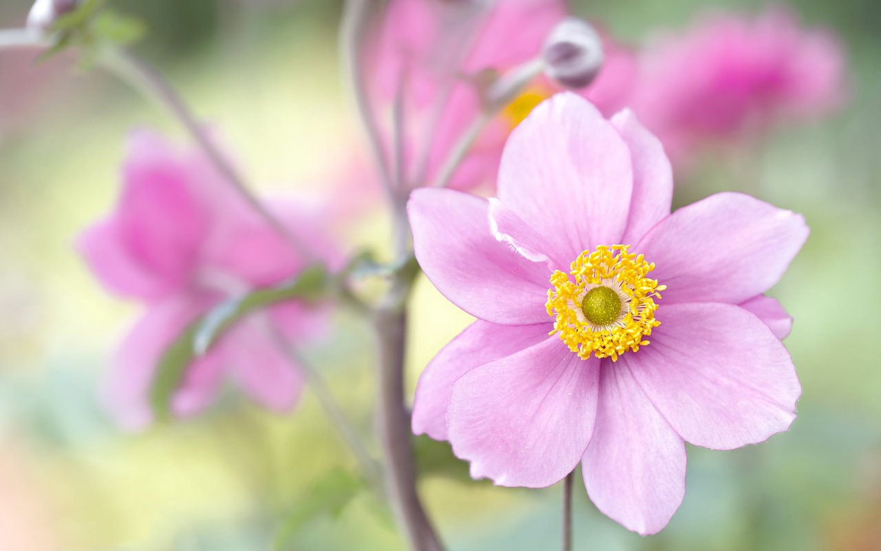 Обои цветы, макро, лепестки, анемона, flowers, macro, petals, anemone разрешение 2048x1263 Загрузить