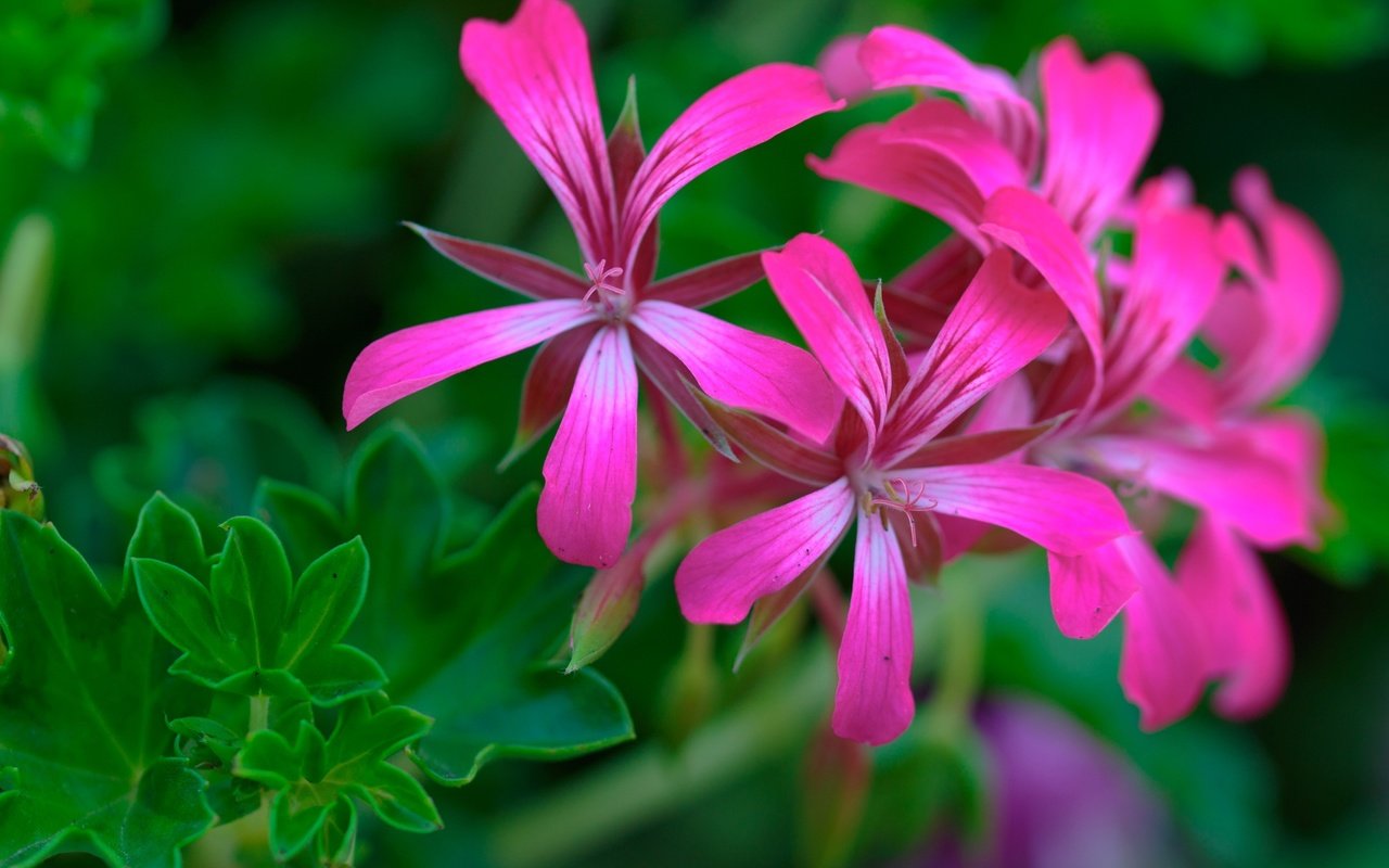 Обои макро, лепестки, цветки, соцветие, герань, macro, petals, flowers, inflorescence, geranium разрешение 2000x1333 Загрузить