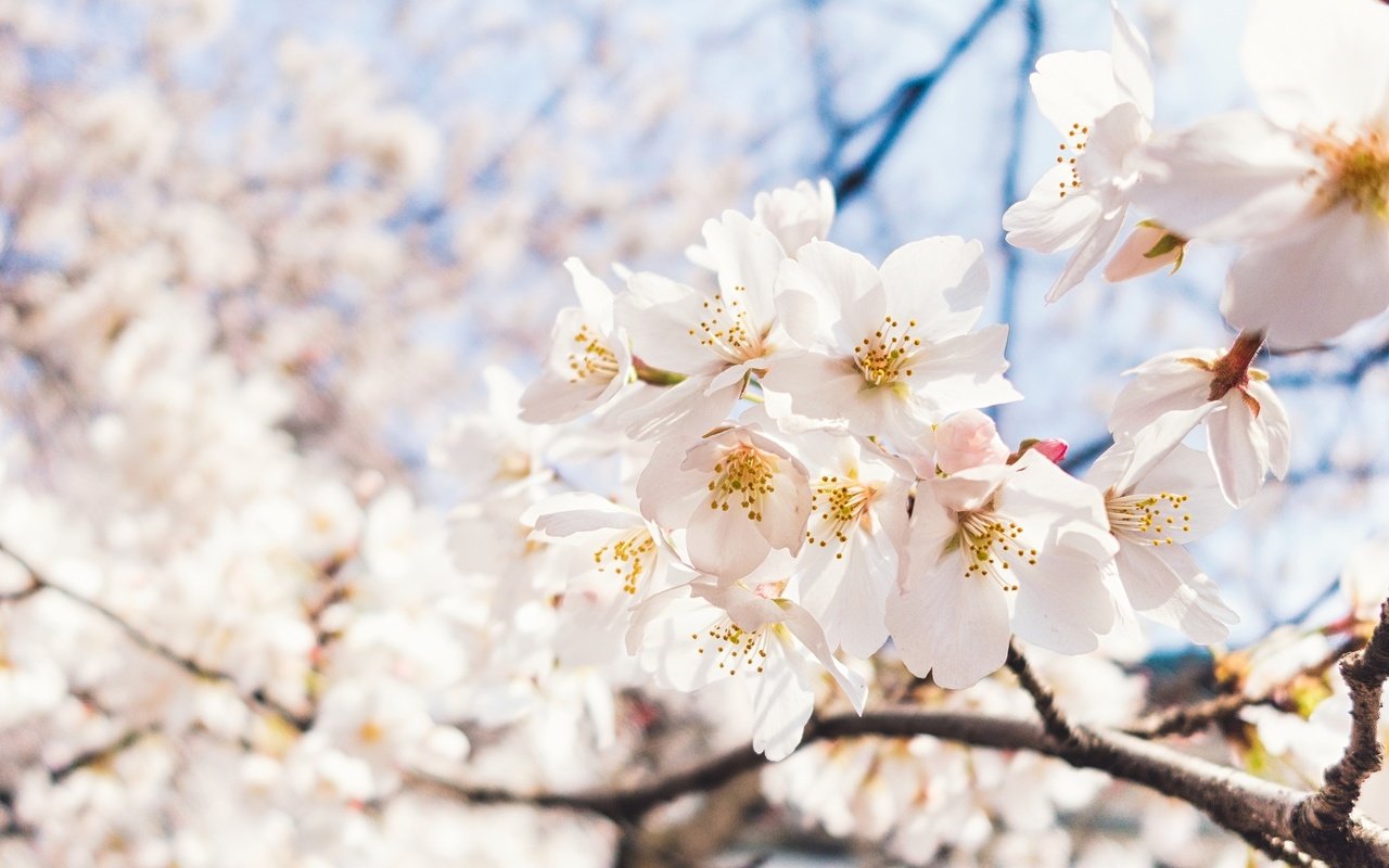 Обои небо, цветы, ветка, цветение, макро, весна, вишня, сакура, the sky, flowers, branch, flowering, macro, spring, cherry, sakura разрешение 2048x1284 Загрузить