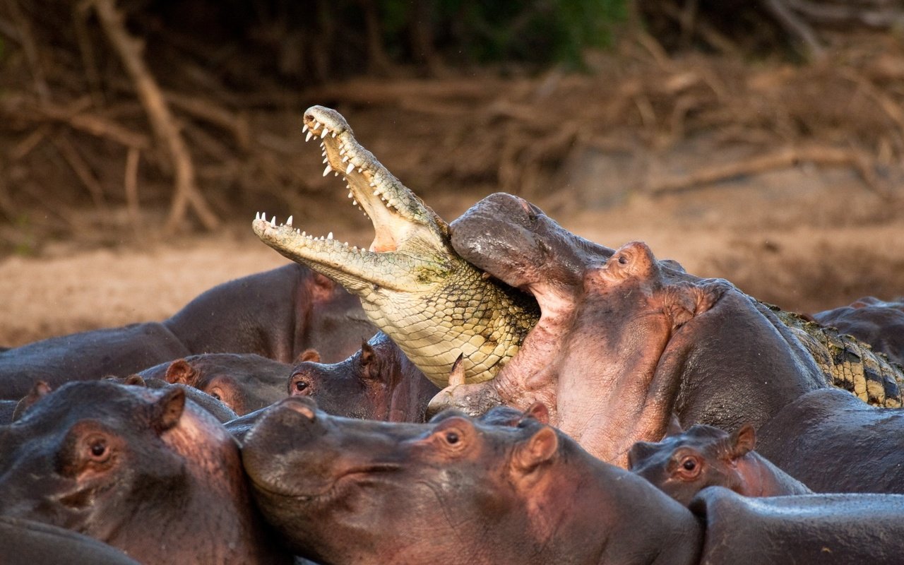 Обои природа, битва, африка, зубы, крокодил, бегемоты, nature, battle, africa, teeth, crocodile, hippos разрешение 3632x2372 Загрузить