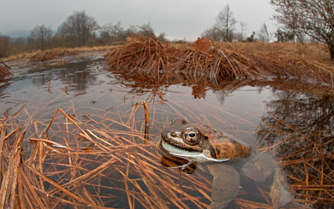 Обои глаза, природа, лапы, взгляд, лягушка, пруд, жаба, eyes, nature, paws, look, frog, pond, toad разрешение 1920x1132 Загрузить