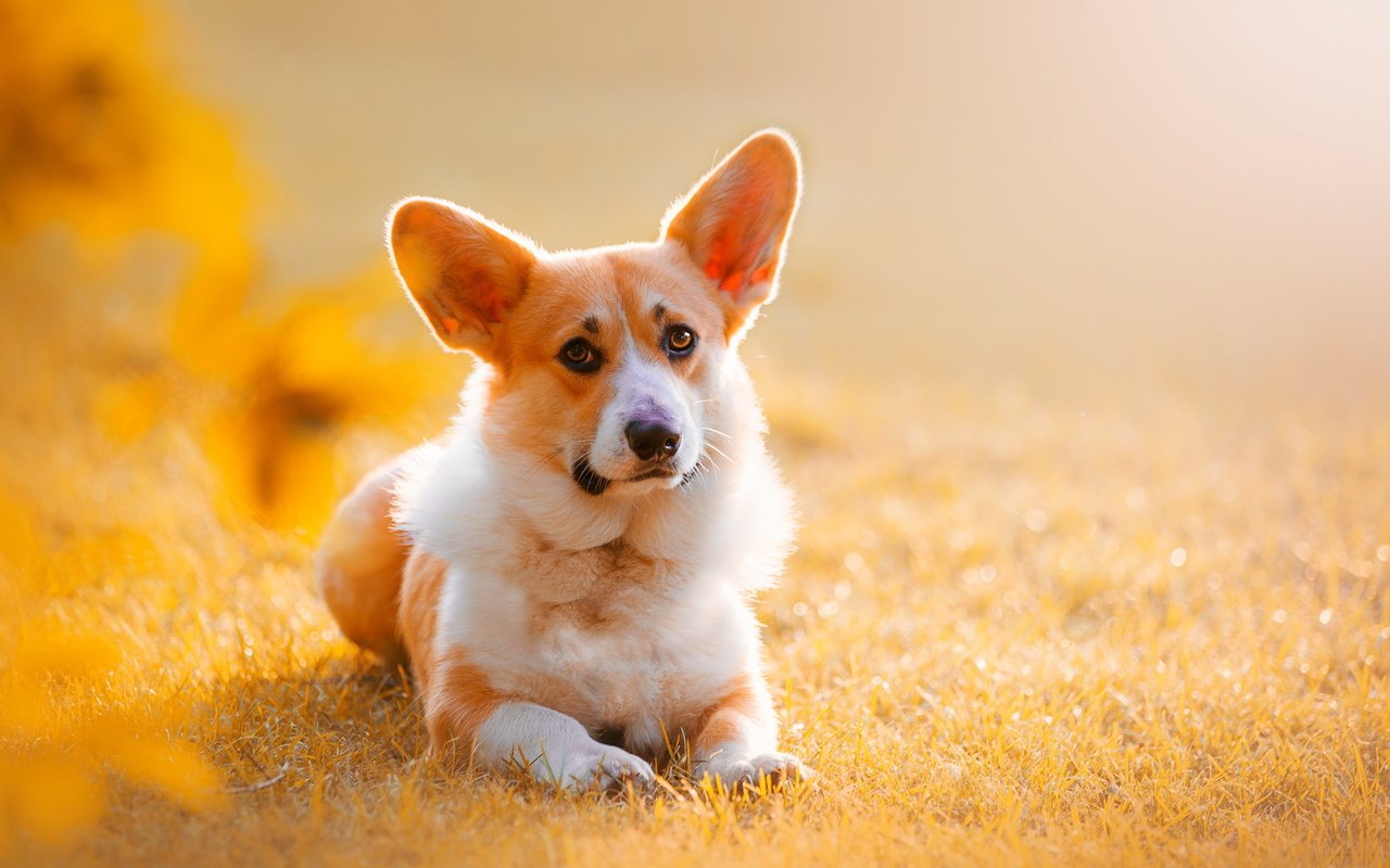 Обои природа, взгляд, собака, друг, уши, вельш-корги, корги, nature, look, dog, each, ears, welsh corgi, corgi разрешение 2749x1748 Загрузить