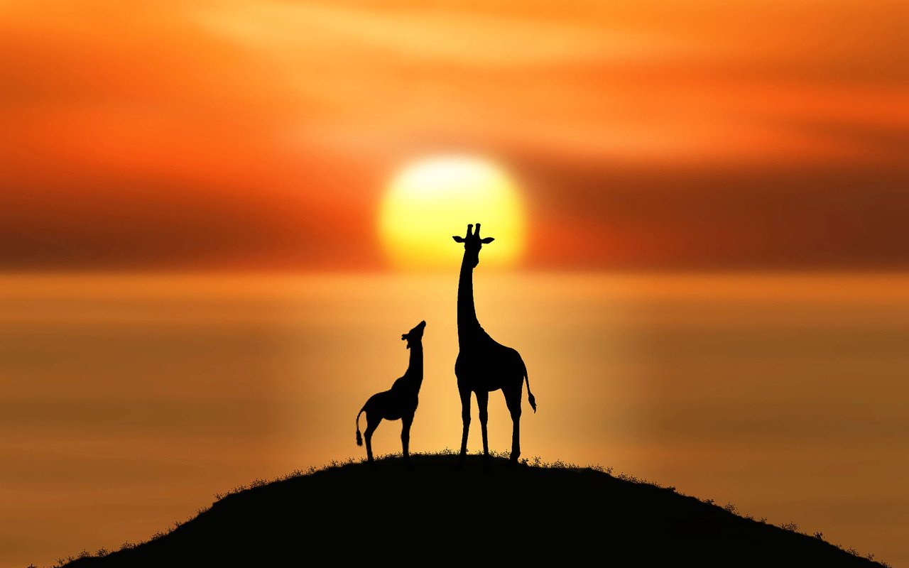 Обои солнце, силуэты, холм, жирафы, the sun, silhouettes, hill, giraffes разрешение 2000x1336 Загрузить