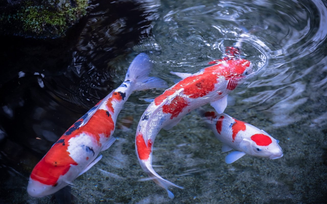 Обои вода, рыбы, пятна, разводы, плавники, японский карп, water, fish, spot, divorce, fins, japanese carp разрешение 2048x1365 Загрузить