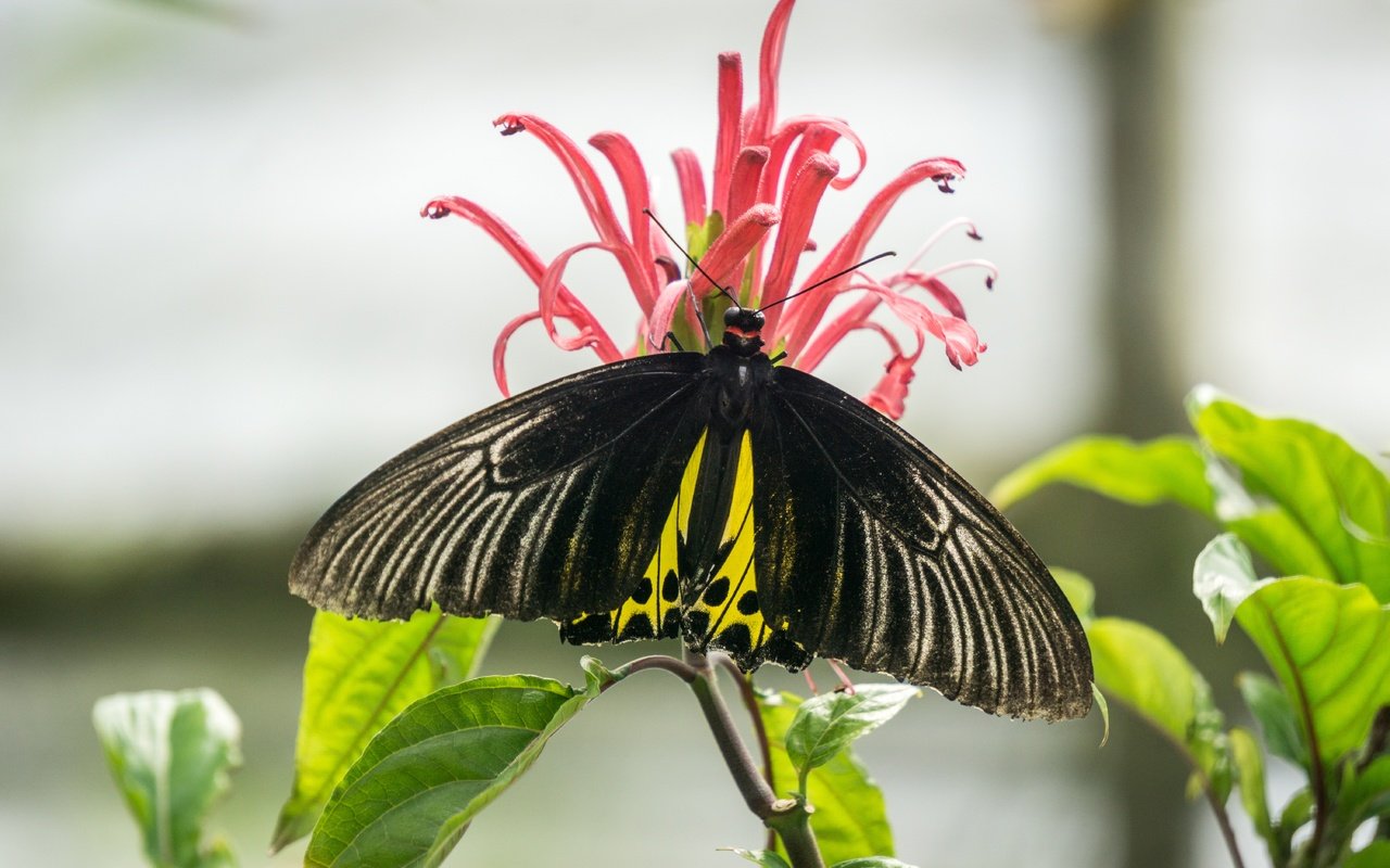 Обои природа, насекомое, цветок, бабочка, nature, insect, flower, butterfly разрешение 6000x4000 Загрузить