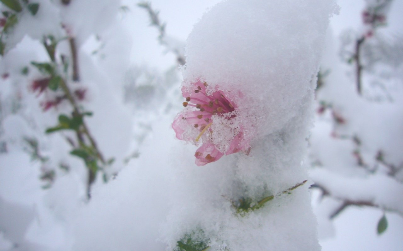 Обои цветы, снег, природа, цветение, фон, весна, flowers, snow, nature, flowering, background, spring разрешение 2816x2112 Загрузить