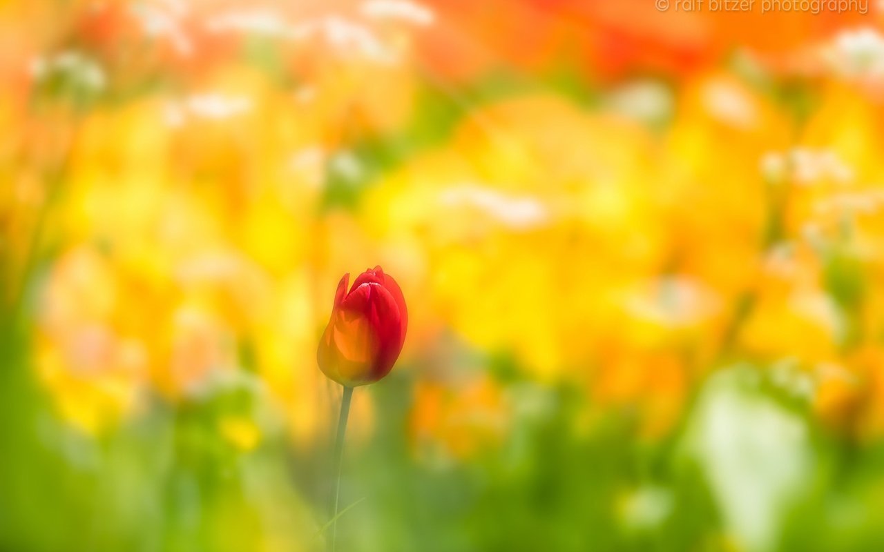 Обои фон, цветок, размытость, весна, тюльпан, background, flower, blur, spring, tulip разрешение 2048x1365 Загрузить