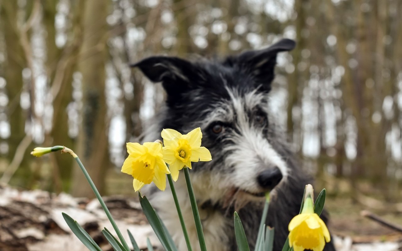 Обои цветы, фон, собака, весна, нарциссы, бордер-колли, pogmomadra, flowers, background, dog, spring, daffodils, the border collie разрешение 2048x1379 Загрузить