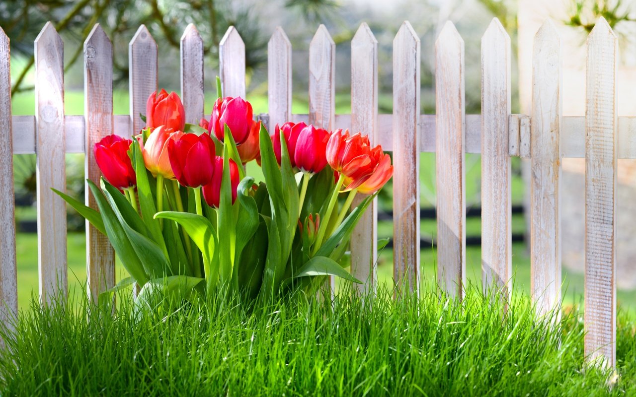 Обои цветы, трава, забор, красные, весна, тюльпаны, flowers, grass, the fence, red, spring, tulips разрешение 5616x3744 Загрузить