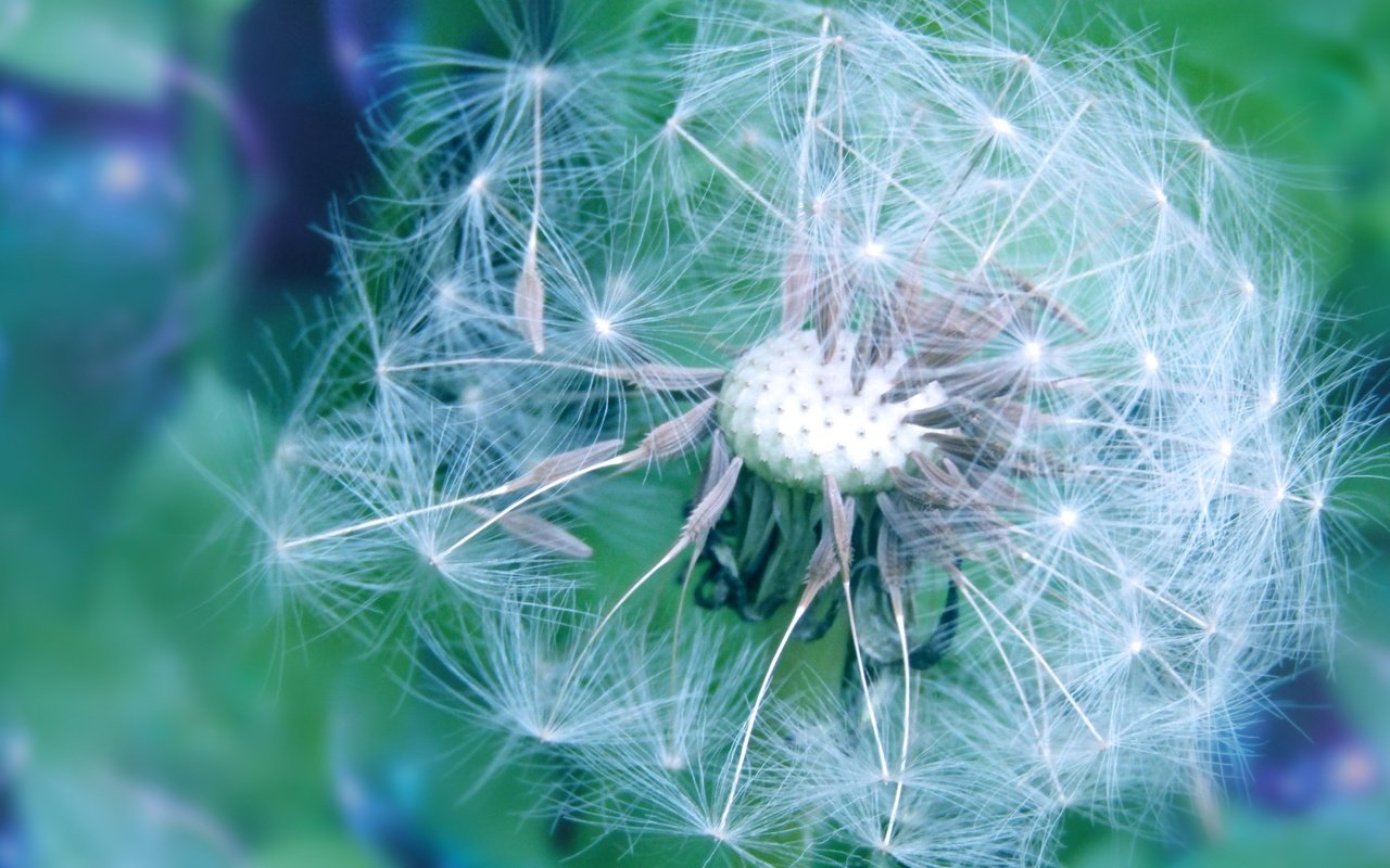 Обои цветы, весна, одуванчик, пушинки, былинки, flowers, spring, dandelion, fuzzes, blade разрешение 2135x1200 Загрузить