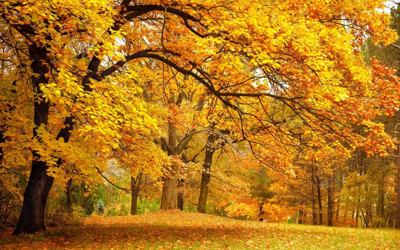 Обои деревья, листья, парк, осень, желтые, trees, leaves, park, autumn, yellow разрешение 2560x1600 Загрузить