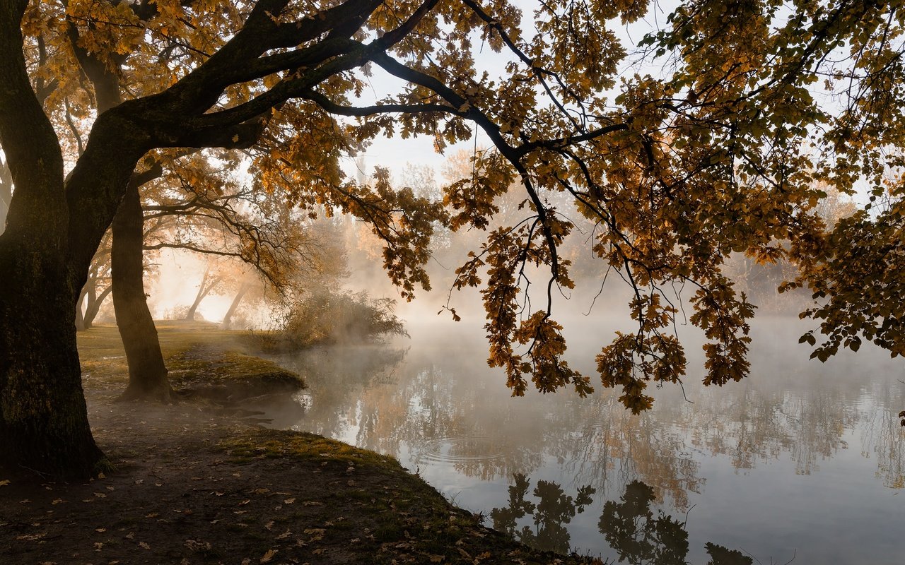 Обои деревья, листья, туман, осень, пруд, тишина, trees, leaves, fog, autumn, pond, silence разрешение 2000x1174 Загрузить