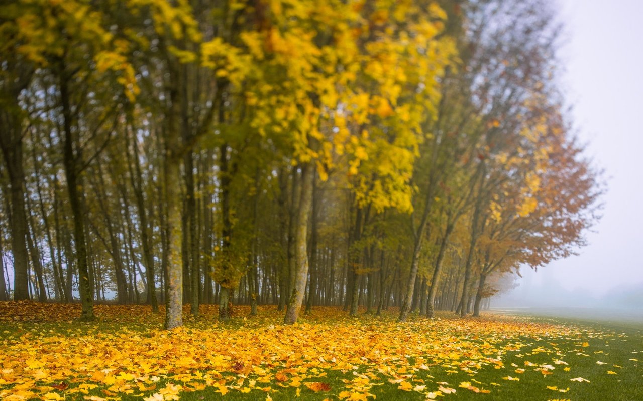 Обои деревья, листья, туман, осень, trees, leaves, fog, autumn разрешение 2048x1363 Загрузить