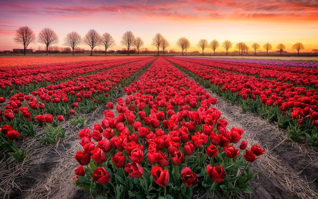 Обои цветы, деревья, закат, поле, тюльпаны, flowers, trees, sunset, field, tulips разрешение 2048x1365 Загрузить