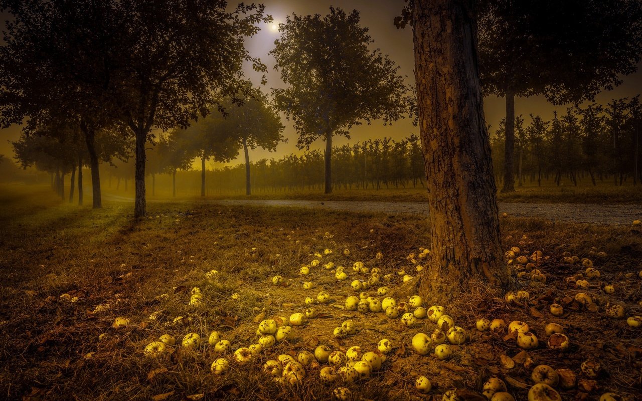 Обои дорога, ночь, деревья, яблоки, road, night, trees, apples разрешение 2048x1383 Загрузить