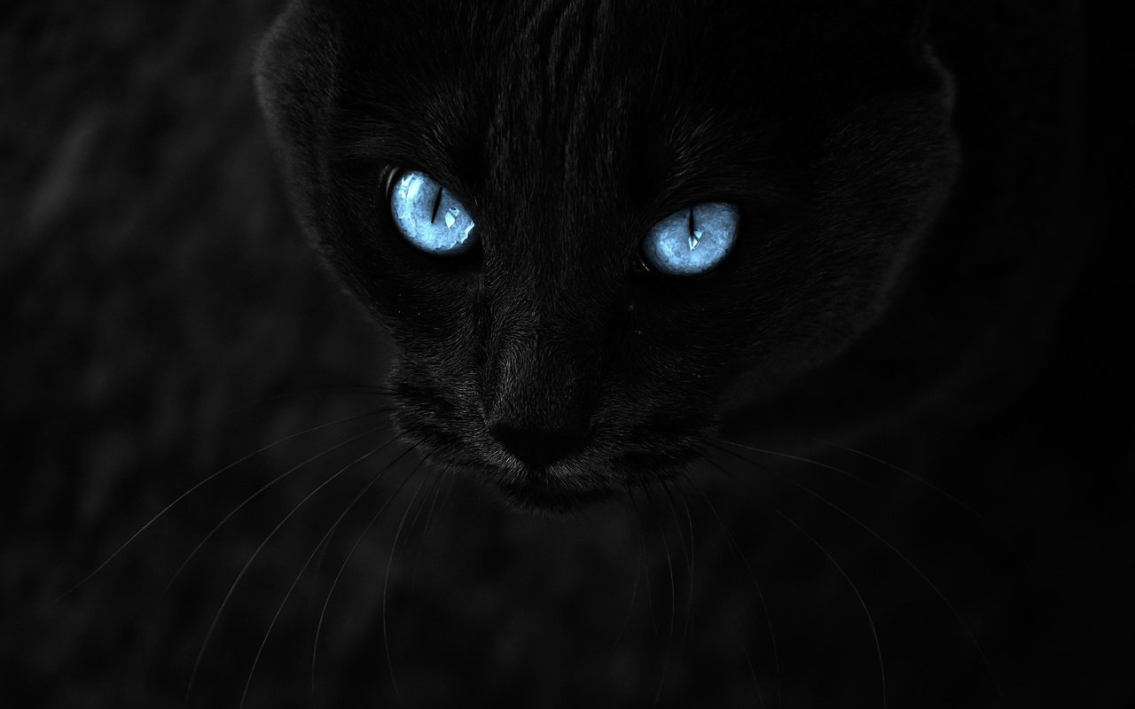 Обои глаза, кот, усы, взгляд, черный, темный фон, голубые глаза, eyes, cat, mustache, look, black, the dark background, blue eyes разрешение 3000x2000 Загрузить
