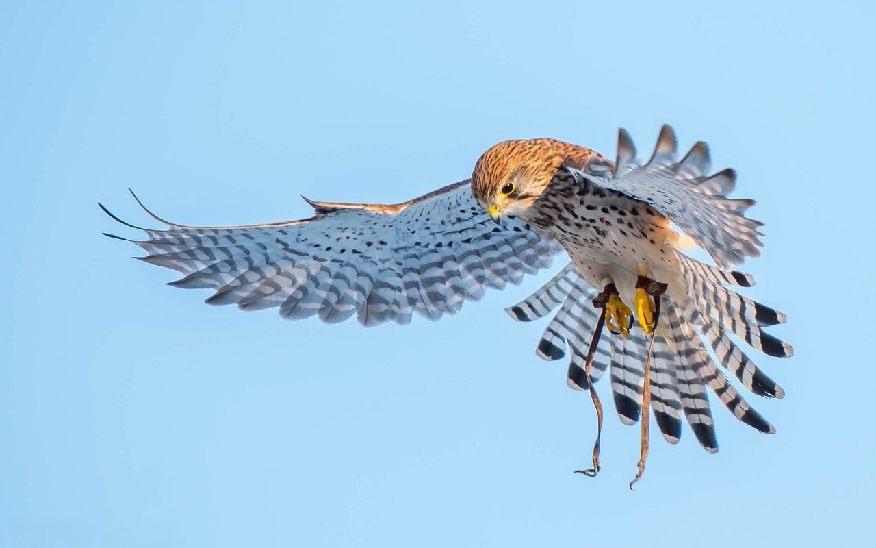 Обои полет, крылья, птицы, хищник, пустельга, flight, wings, birds, predator, kestrel разрешение 2048x1367 Загрузить