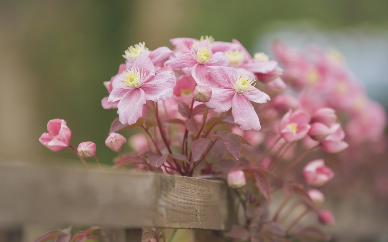 Обои цветы, лепестки, забор, боке, клематис, ломонос, бутончики, flowers, petals, the fence, bokeh, clematis, buds разрешение 2400x1600 Загрузить