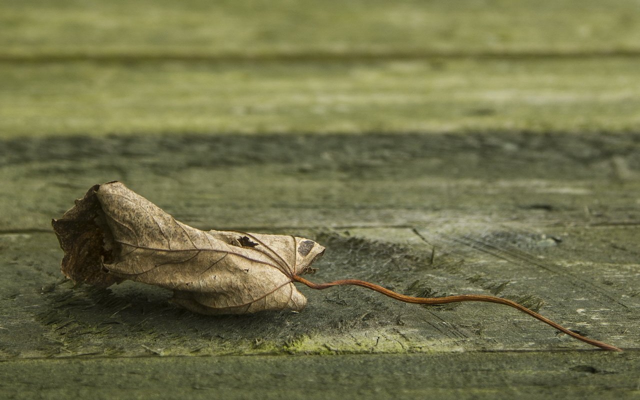 Обои природа, фон, лист, клен, опавший, сухой, nature, background, sheet, maple, fallen, dry разрешение 3000x2000 Загрузить