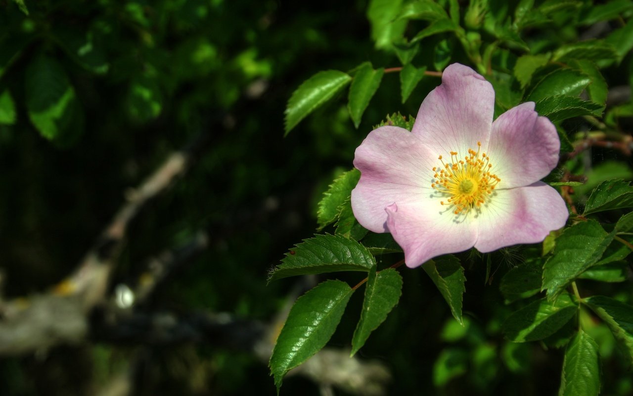 Обои листья, макро, цветок, весна, шиповник, leaves, macro, flower, spring, briar разрешение 3294x2157 Загрузить