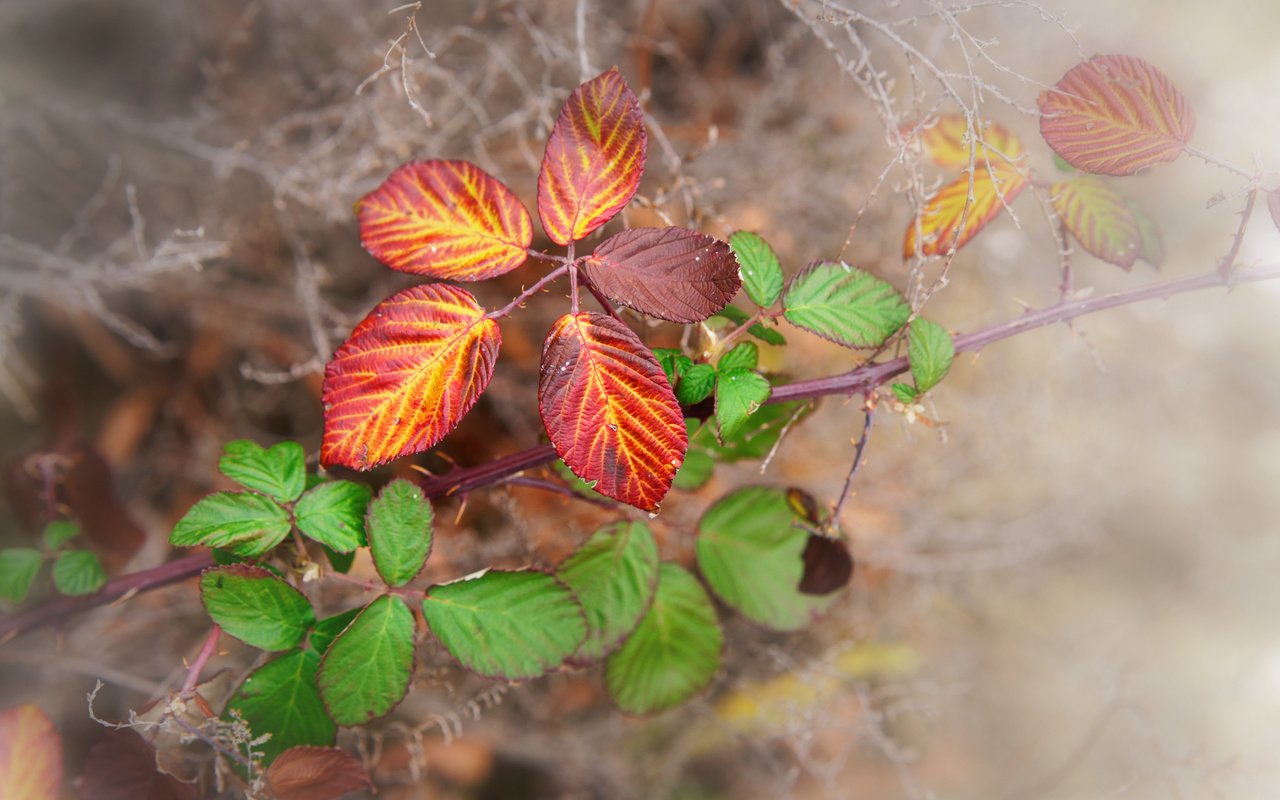 Обои природа, листья, макро, фон, краски, осень, паутина, веточки, nature, leaves, macro, background, paint, autumn, web, twigs разрешение 3000x2001 Загрузить