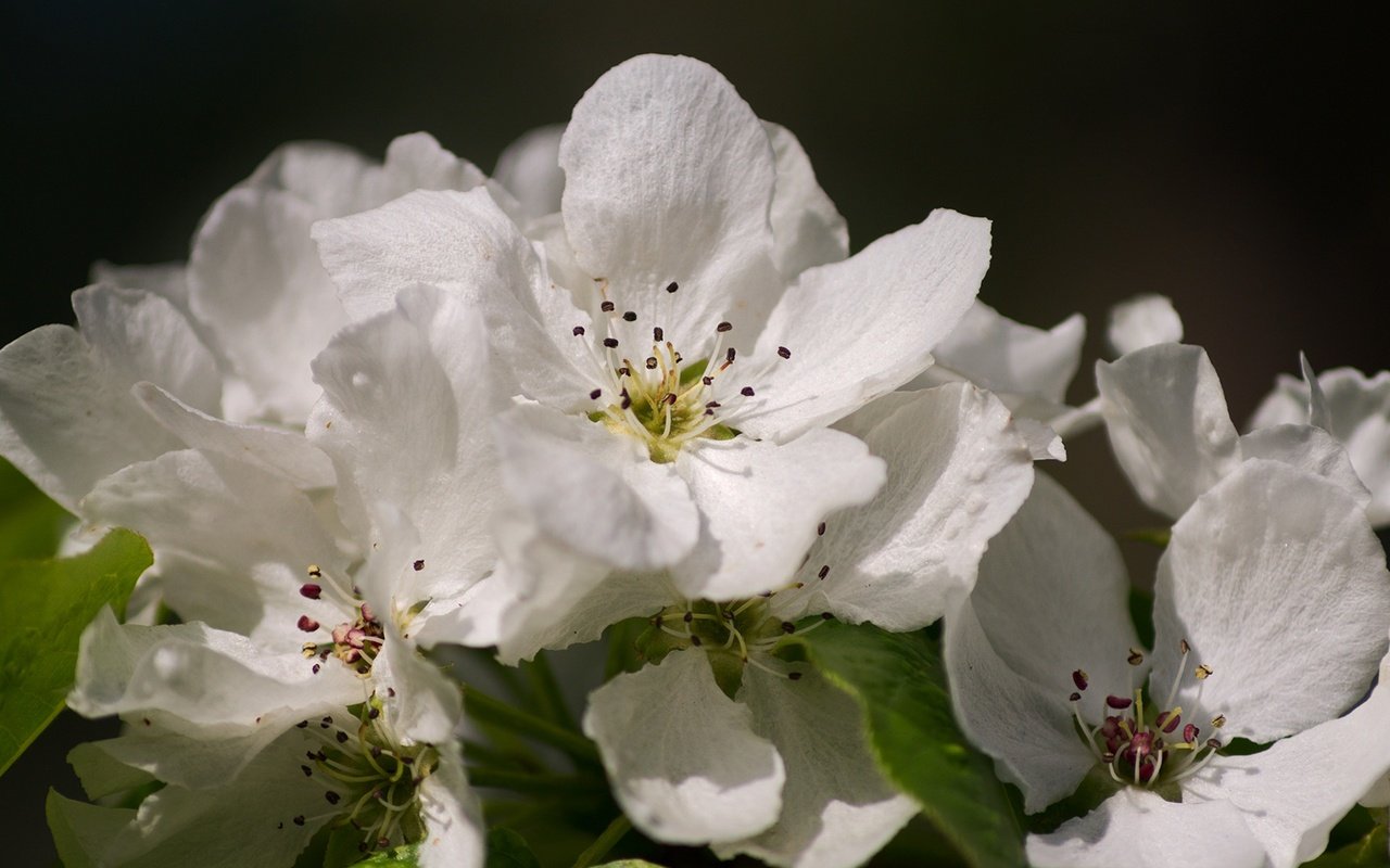 Обои цветение, макро, весна, яблоня, flowering, macro, spring, apple разрешение 1920x1278 Загрузить