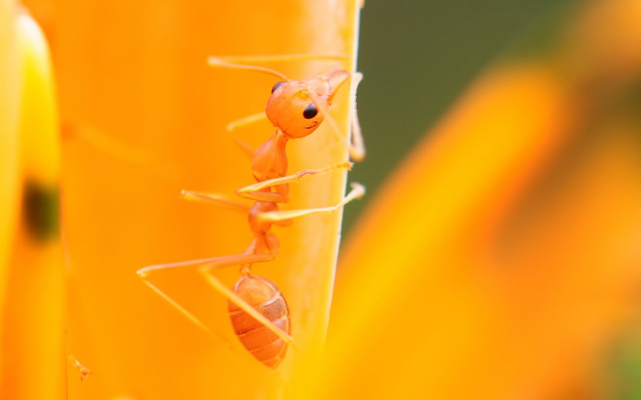 Обои макро, насекомое, муравей, листик, лапки, macro, insect, ant, leaf, legs разрешение 1920x1080 Загрузить