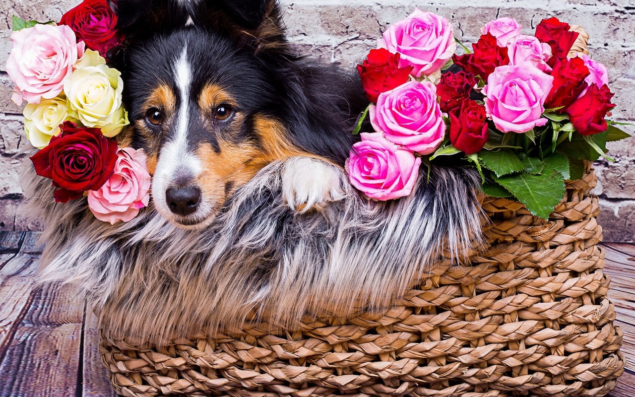 Обои морда, цветы, розы, взгляд, собака, корзина, шелти, шетландская овчарка, face, flowers, roses, look, dog, basket, sheltie, shetland sheepdog разрешение 3599x2699 Загрузить