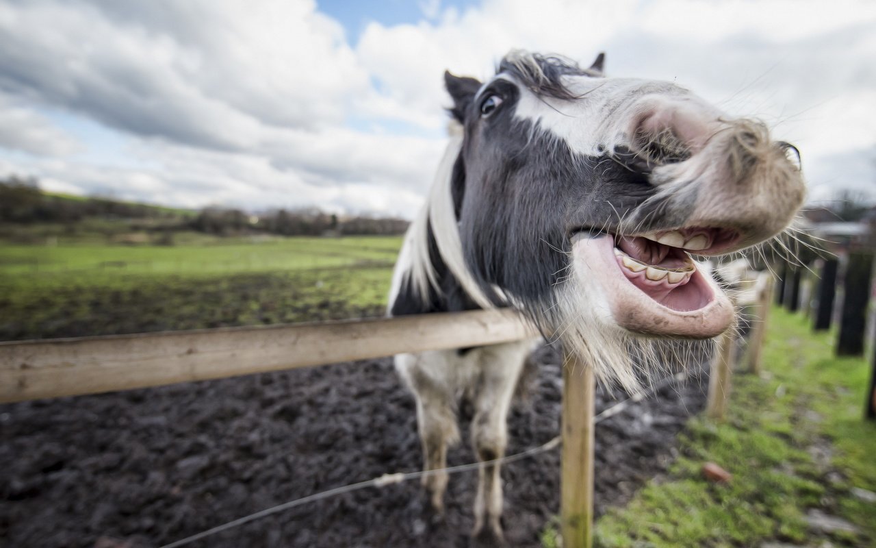 Обои морда, лошадь, зубы, конь, пасть, face, horse, teeth, mouth разрешение 2560x1709 Загрузить