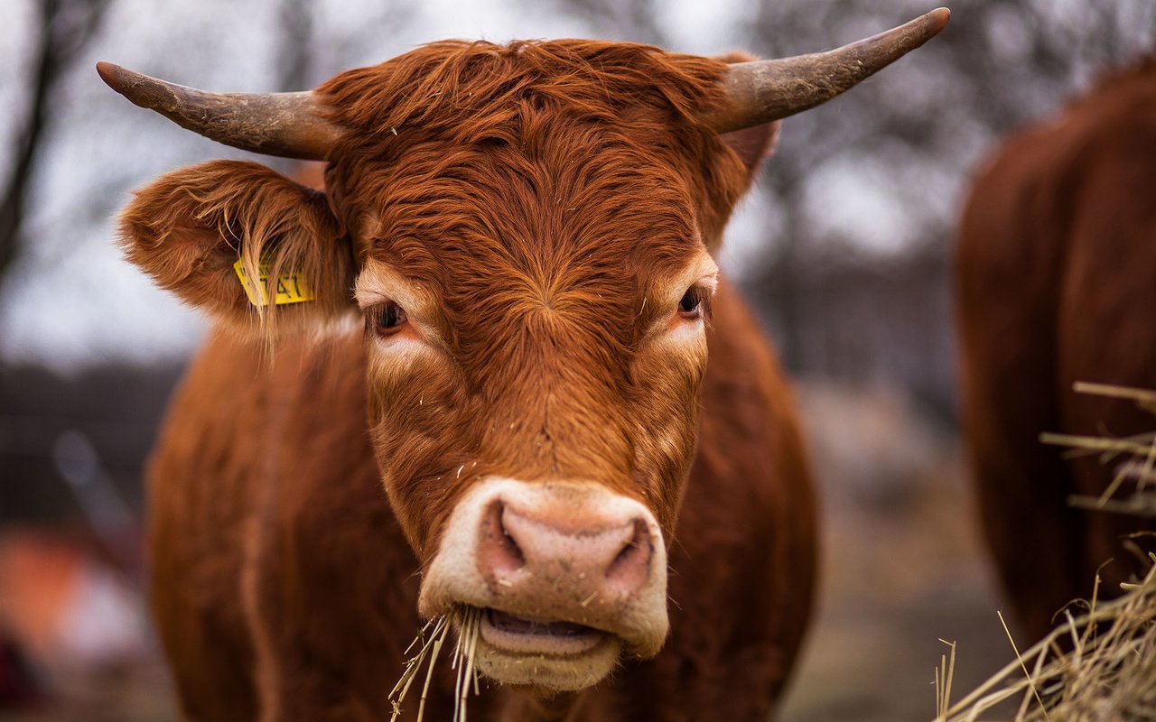 Обои морда, трава, фон, сено, рога, корова, face, grass, background, hay, horns, cow разрешение 2000x1334 Загрузить