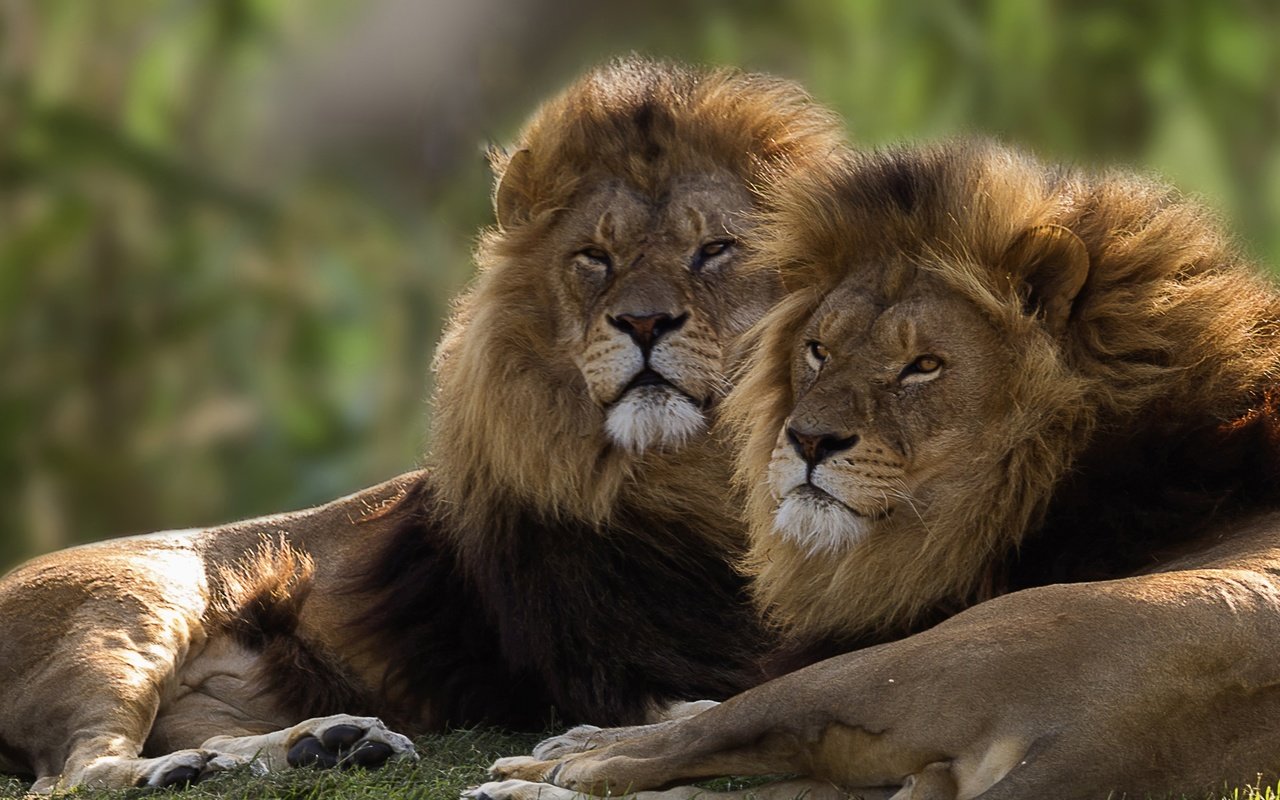 Обои пара, львы, братья, pair, lions, brothers разрешение 2584x1440 Загрузить