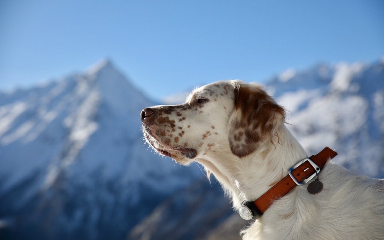 Обои портрет, собака, профиль, ошейник, английский сеттер, portrait, dog, profile, collar, the english setter разрешение 1920x1280 Загрузить