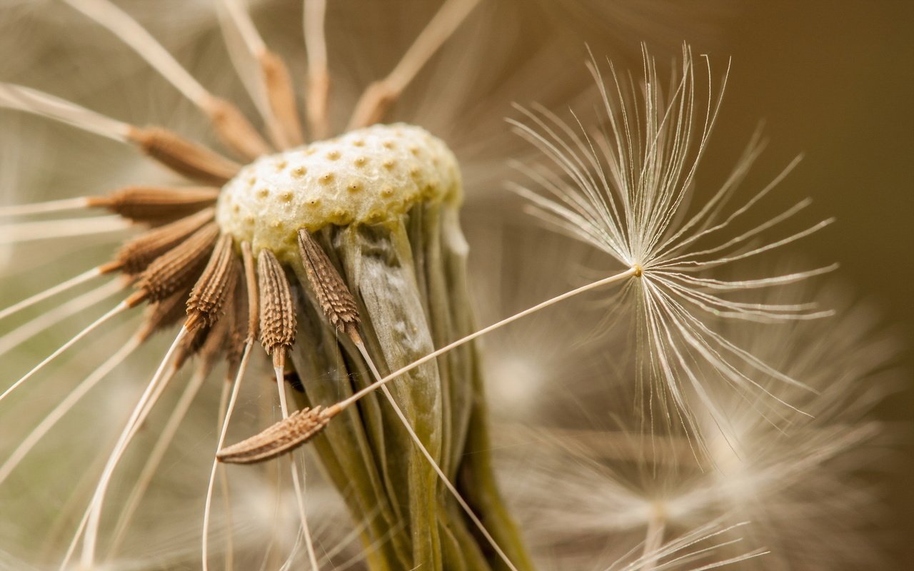 Обои природа, макро, цветок, одуванчик, семена, пушинки, былинки, nature, macro, flower, dandelion, seeds, fuzzes, blade разрешение 1920x1200 Загрузить