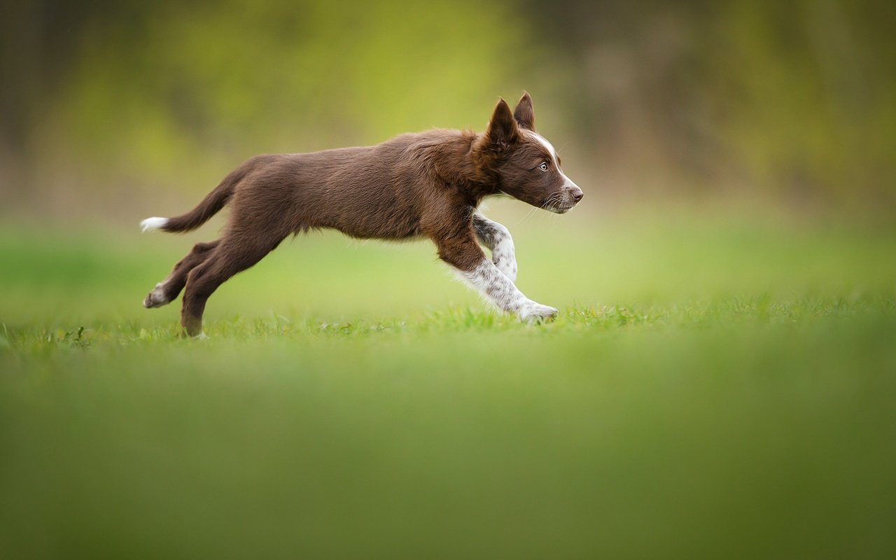 Обои щенок, травка, бег, коричневый, бордер-колли, tissaia, puppy, weed, running, brown, the border collie разрешение 2048x1365 Загрузить