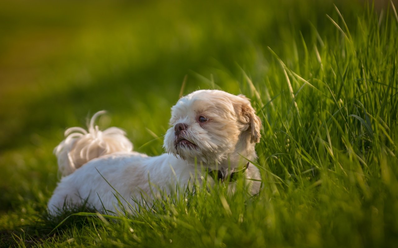 Обои трава, собака, друг, ши-тцу, e b, grass, dog, each, shih tzu разрешение 6000x3750 Загрузить