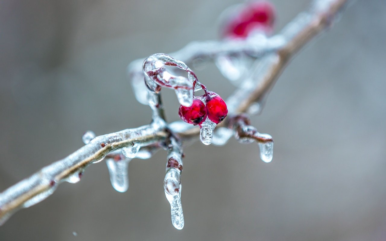 Обои ветка, природа, фон, лёд, ягоды, сосулька, рябина, ветки.ягоды, branch, nature, background, ice, berries, icicle, rowan, branch.berries разрешение 2560x1600 Загрузить