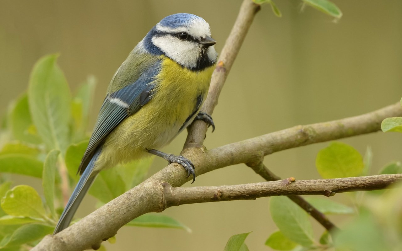 Обои ветка, природа, птица, синица, лазоревка, branch, nature, bird, tit, blue tit разрешение 2048x1372 Загрузить