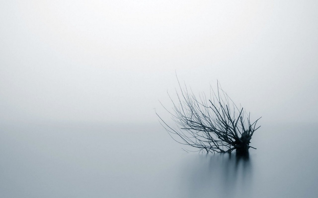 Обои вода, природа, фон, туман, ветки, куст, water, nature, background, fog, branches, bush разрешение 1935x1088 Загрузить