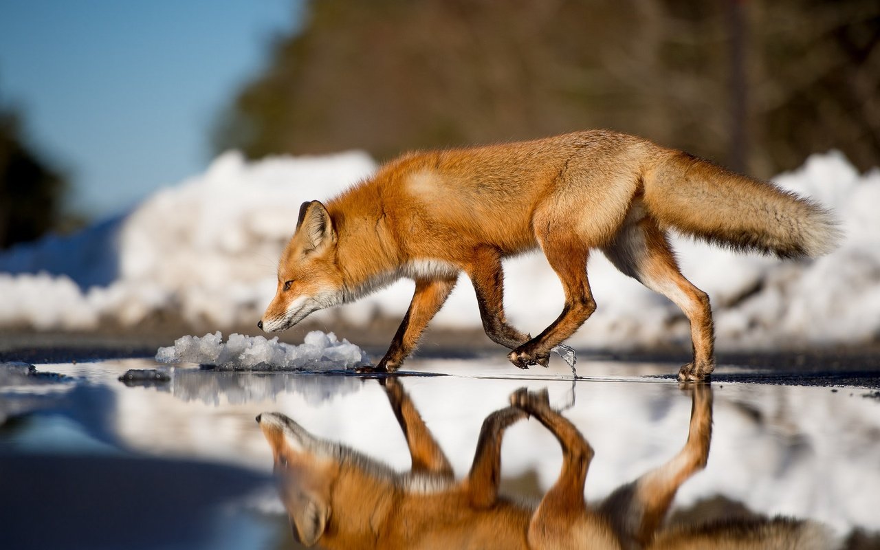 Обои вода, зима, отражение, лиса, лисица, животное, хвост, water, winter, reflection, fox, animal, tail разрешение 2048x1363 Загрузить