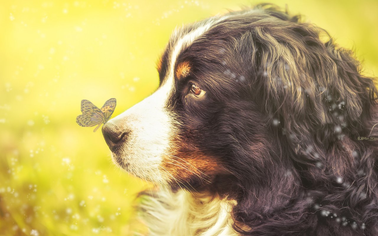 Обои взгляд, бабочка, собака, профиль, бернский зенненхунд, look, butterfly, dog, profile, bernese mountain dog разрешение 2048x1233 Загрузить
