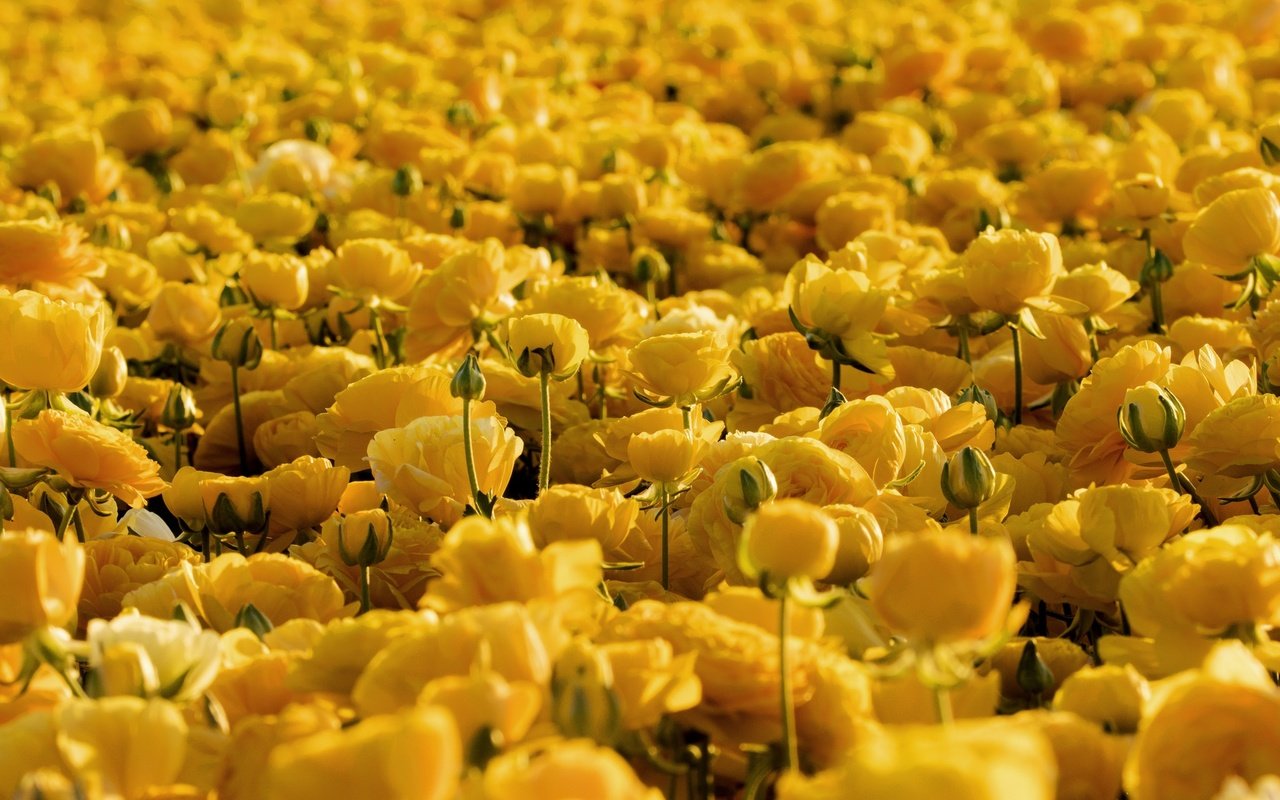 Обои цветы, желтый, ранункулюс, лютик, flowers, yellow, ranunculus, buttercup разрешение 2048x1304 Загрузить