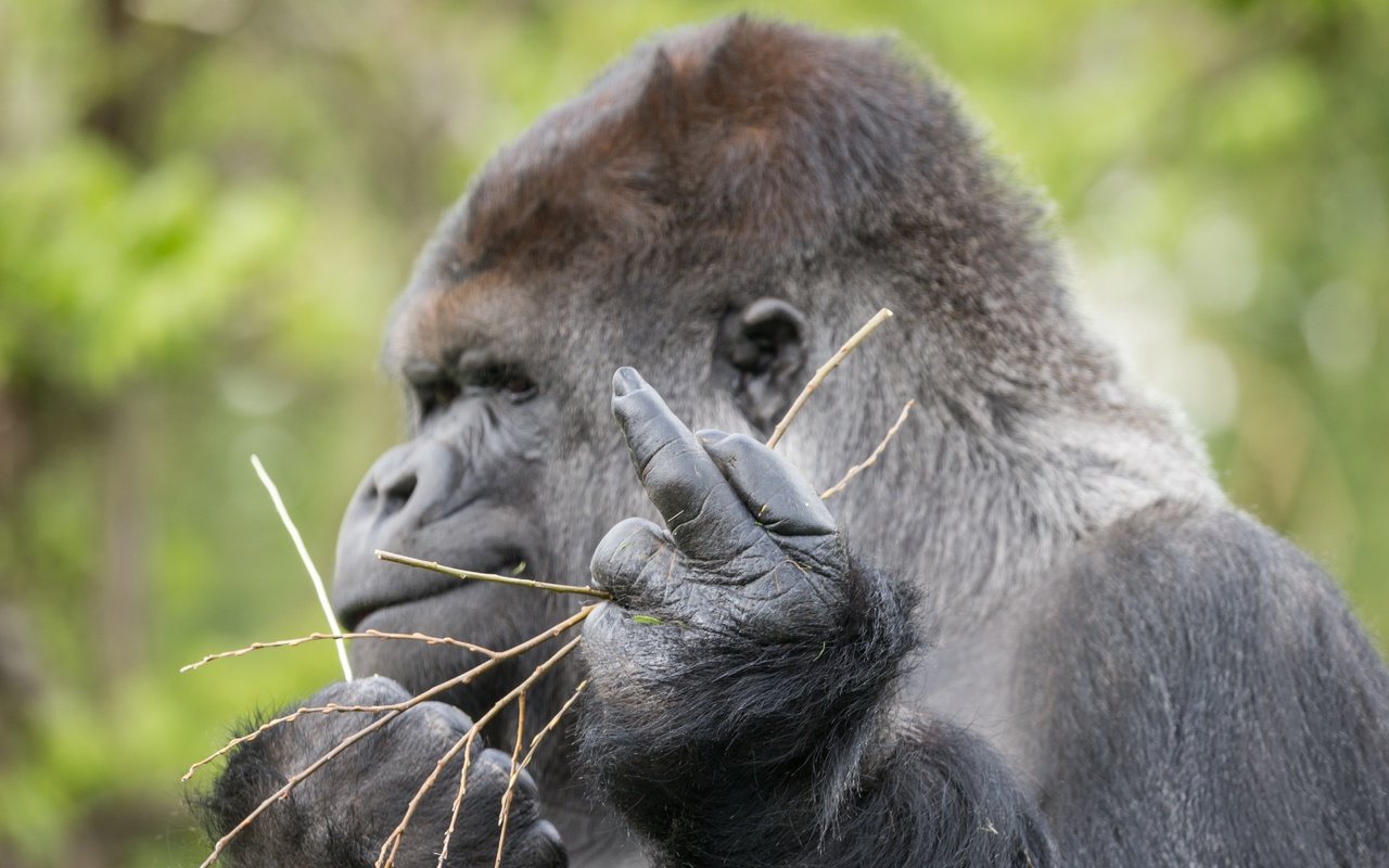 Обои профиль, знак, обезьяна, жест, горилла, примат, profile, sign, monkey, gesture, gorilla, the primacy of разрешение 5184x3456 Загрузить